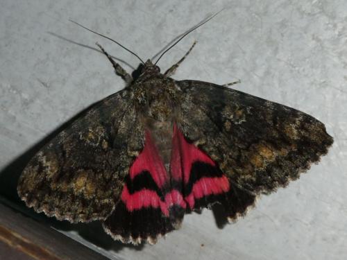 Réf. 264 009 : Catocala sponsa